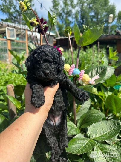 Собаки щенки