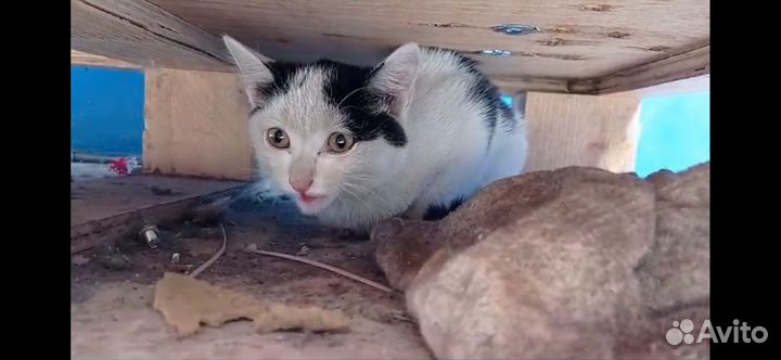 Котёнок в добрые руки