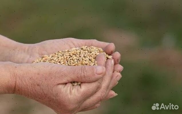 Купить ячмень