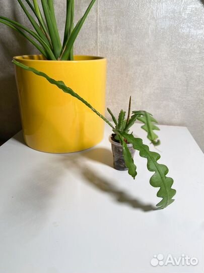 Эпифиллум ангулигер