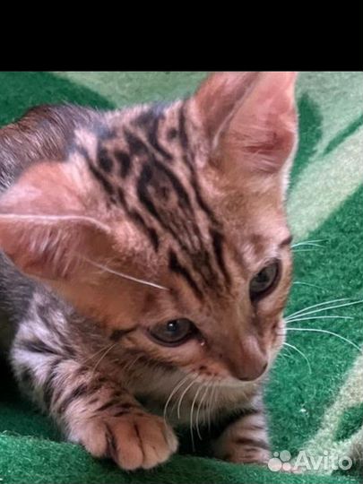 Бенгальский котенок