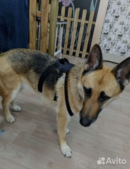 Крепление GoPro на собаку