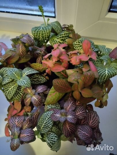 Комнатные растения цветы