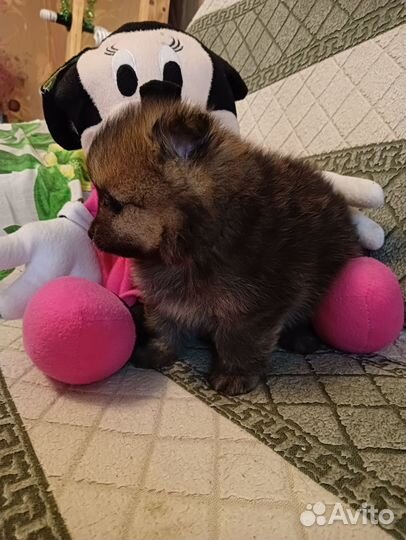 Померанский шпиц