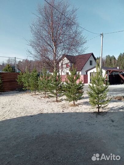 Сосна Уральская