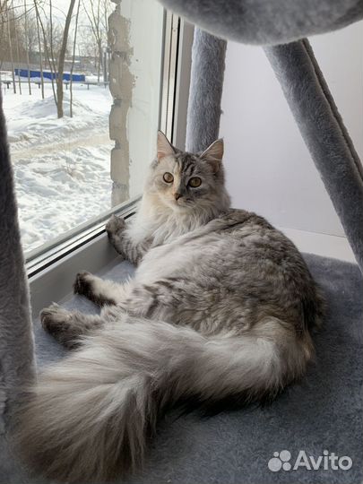 Кошечка на вязку