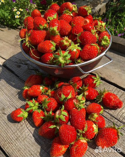 Клубника ремонтантная