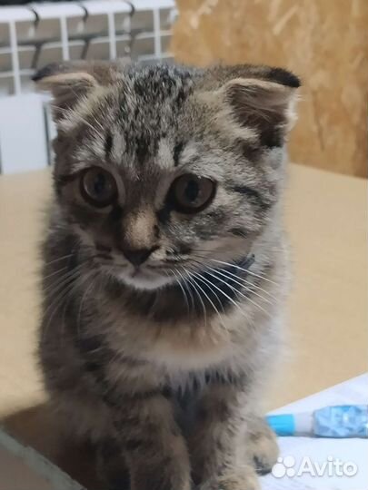 Кошка в дар