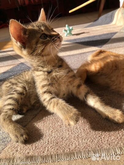 Котенок ищет дом