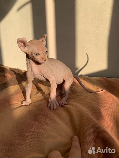 Котята эльфы