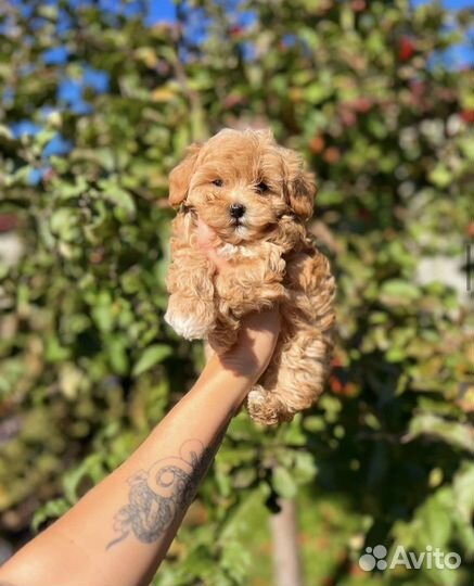 Крошки мальтипу микро эксклюзив