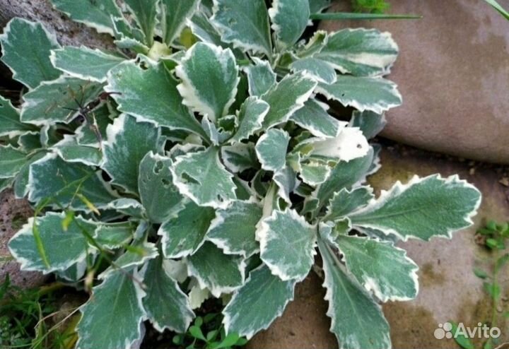 Кизильник, колокольчики, арабис, седумы, малина