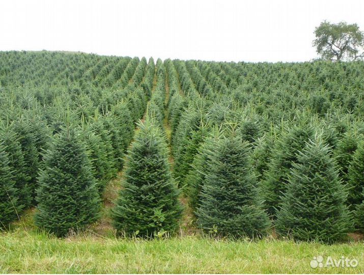 Пихта на Новый год