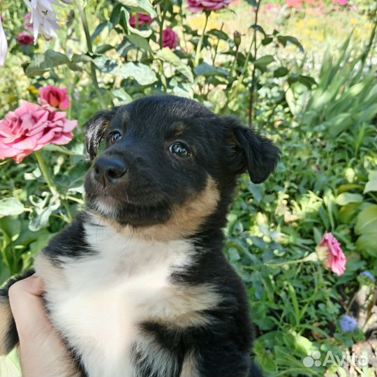 Собака в добрые руки щенок