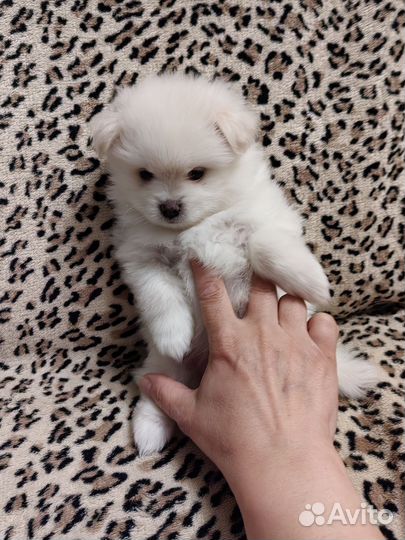 Щенки шпица