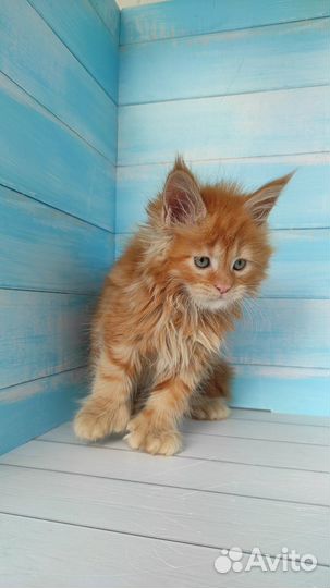 Котята мейн-кун полидакт