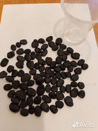 Бобы чёрные