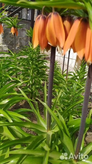 Рябчик императорский