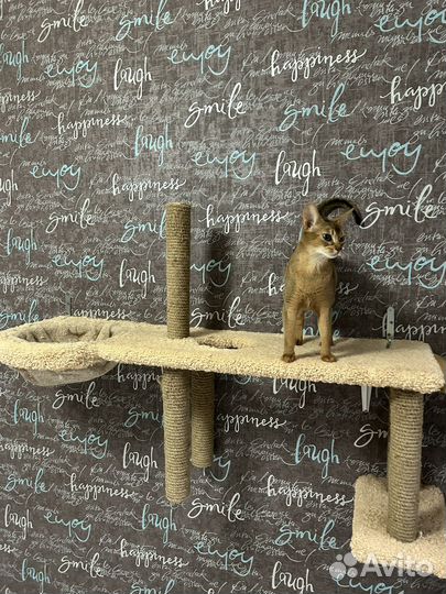 Домик для кошки