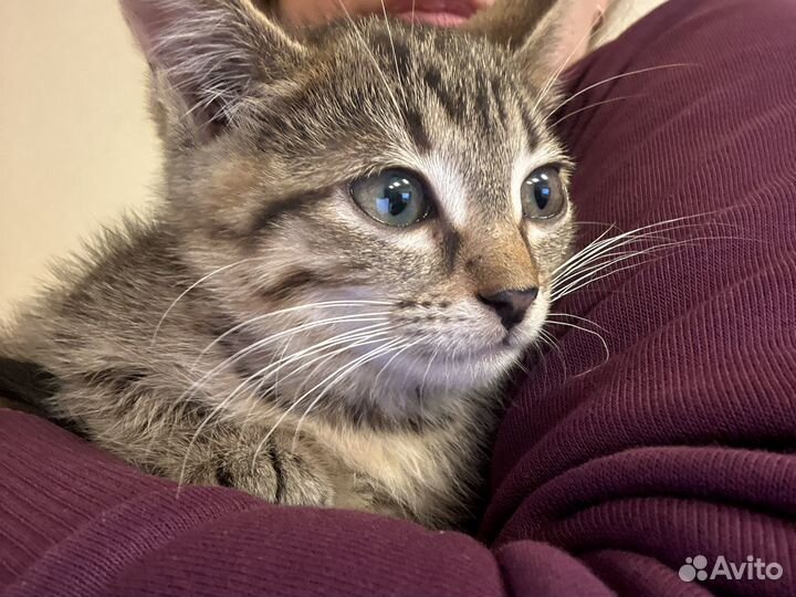 Кошка в дар