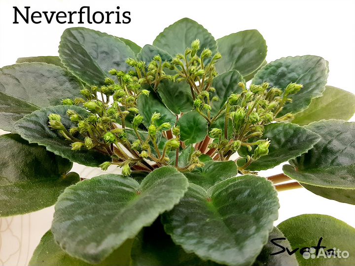 Предлагаю сортовые фиалки