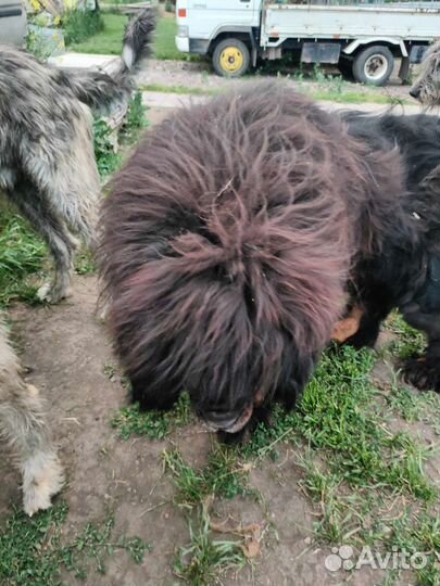 Шерсть тибетских мастифов