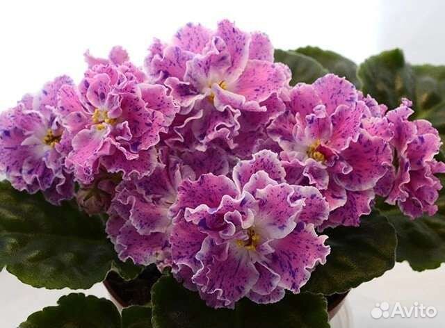 Сортовые фиалки