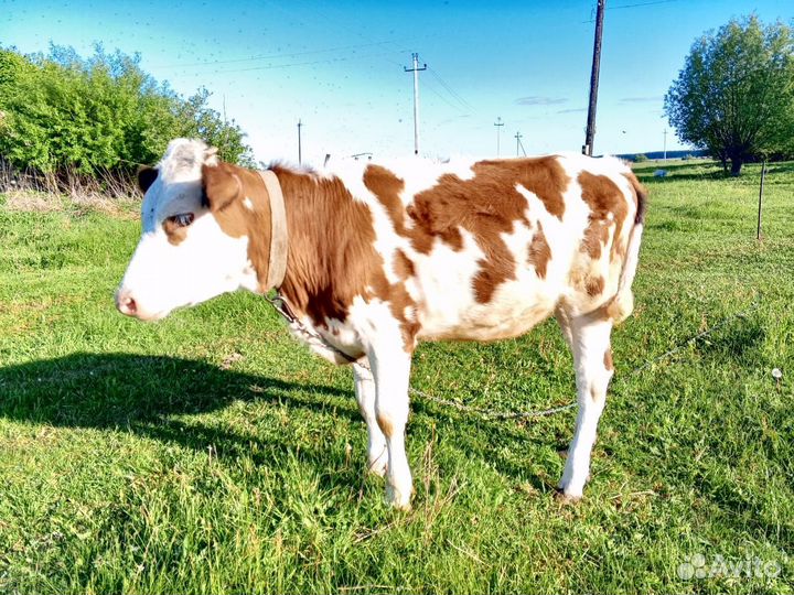 Продается телочка