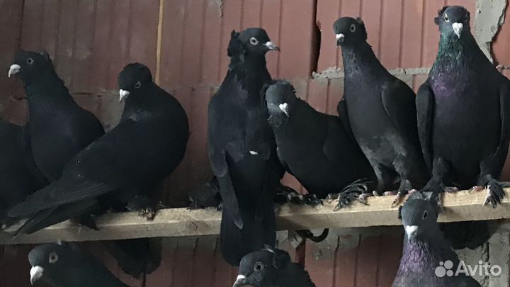 Голуби бойные ленинаканские, армянские в чистоте