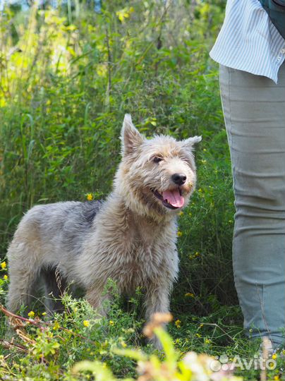 Собака Жужа