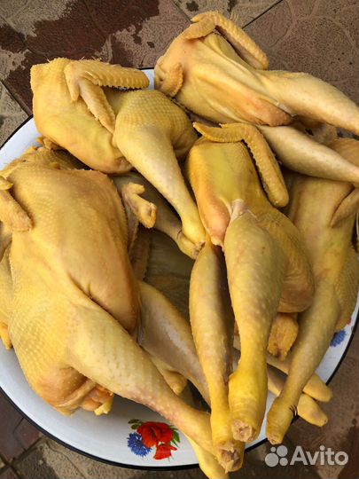 Куры домашние несушки