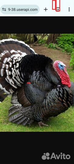 Индюки на племя