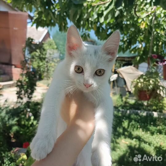 Кошечка-подкидыш