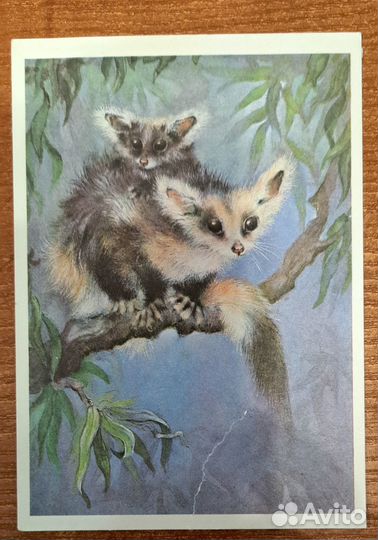 Открытки Животные СССР