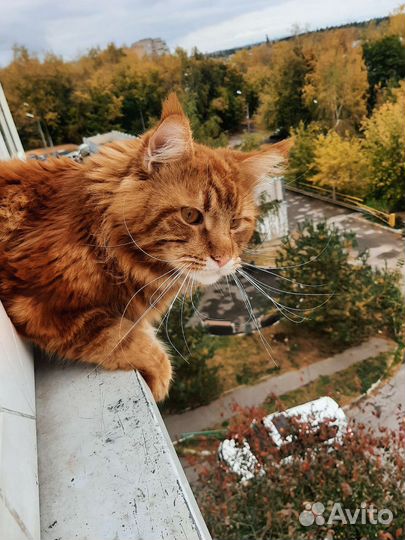 Мейн-кун вязка