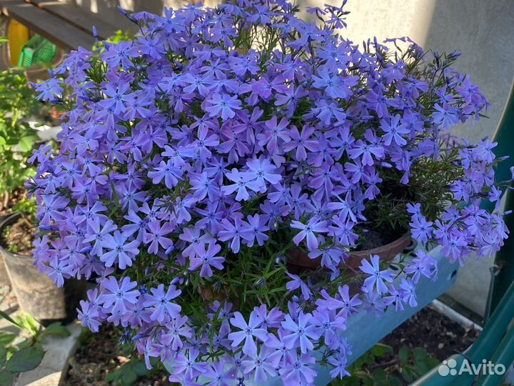 Флокс шиловидный