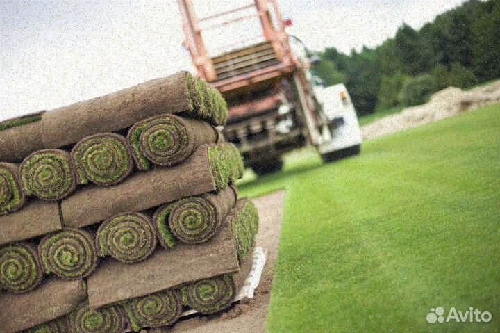 Рулонный газон стандарт