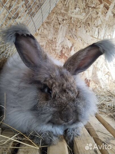 Кролик ангорский