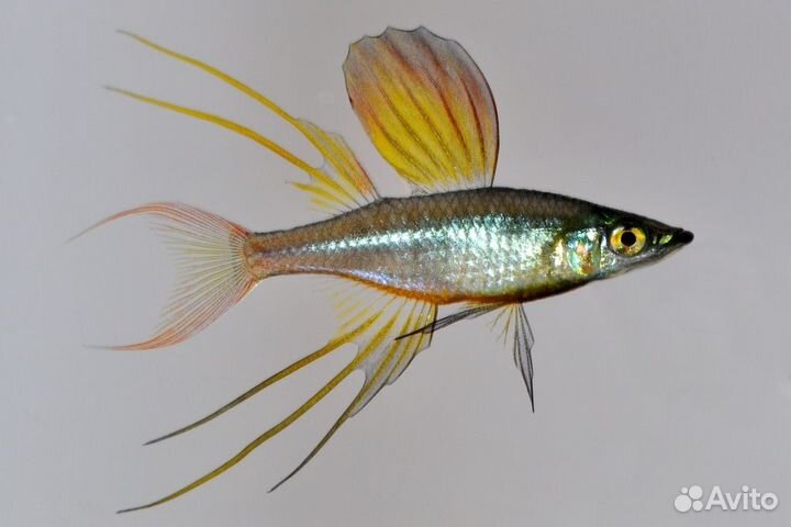 Рыбки Ириатерина Вернера 4см