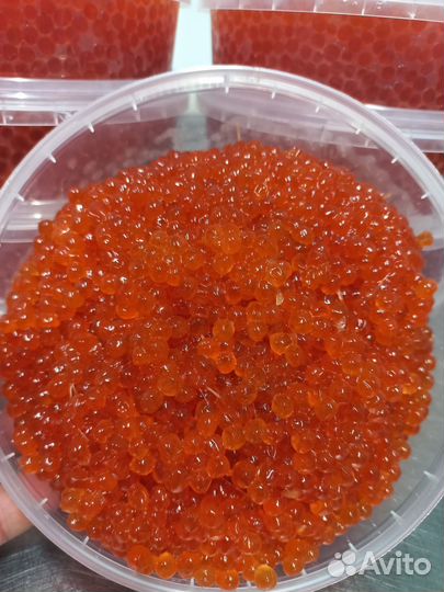 Красная икра 2023