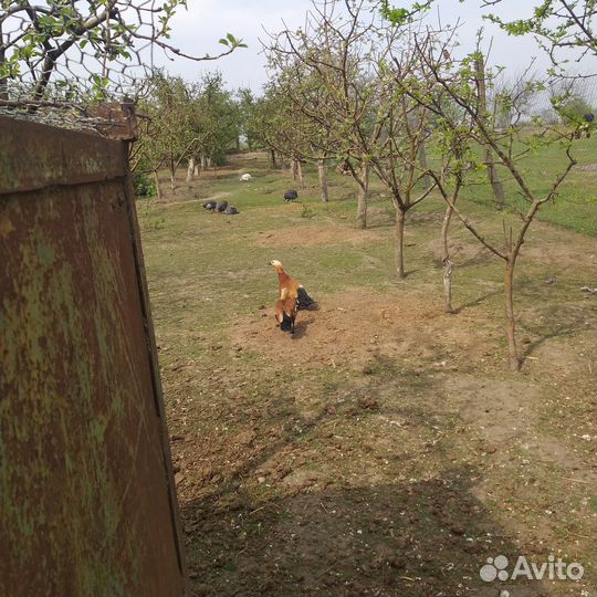 Инкубационное яйцо декоративных птиц