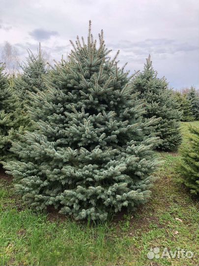 Ель голубая крупномер Предзаказ