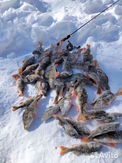 Рыбалка с Гидом