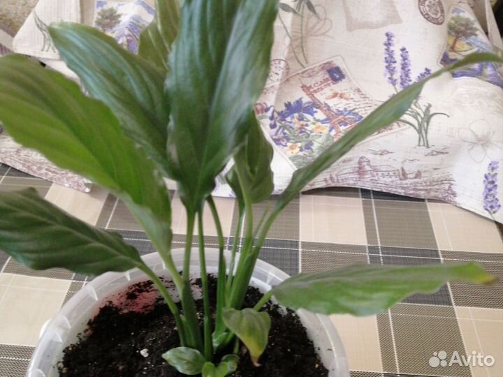 Спатифилиум