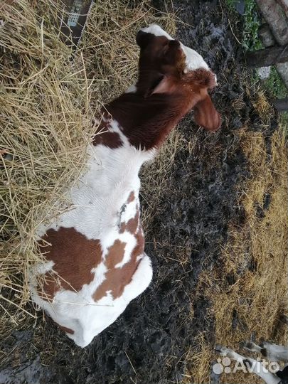 Бычки и быки