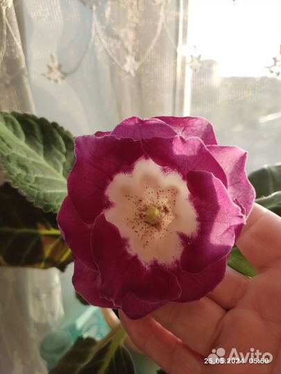 Глоксиния цветущая