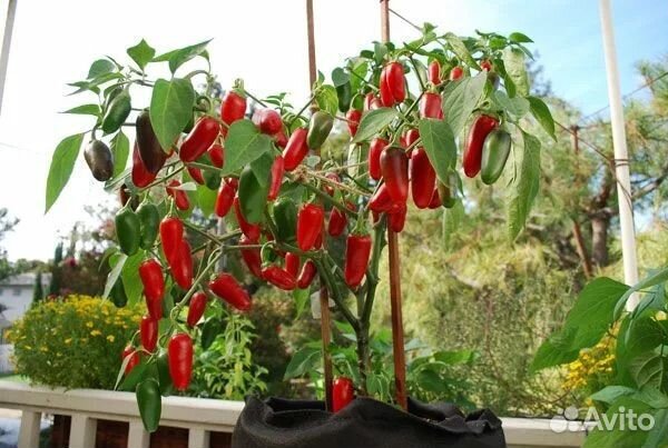 Семена перцев халапеньо