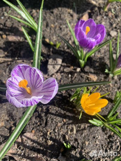 Крокусы