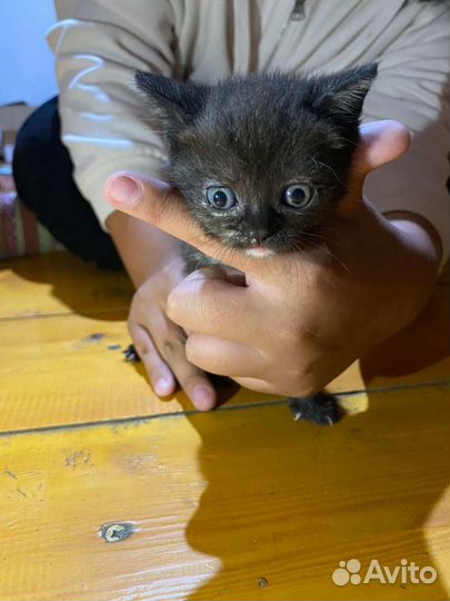Британский котёнок в дар