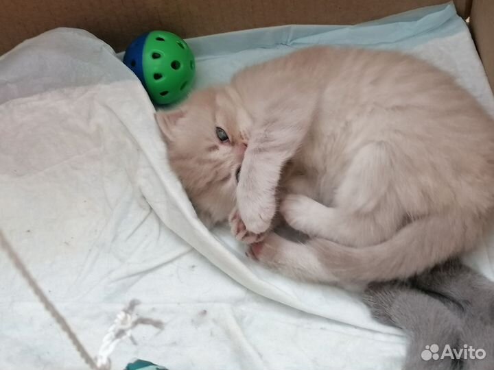 Продаю котёночку